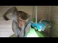 Голопопый обезьян /яванская макака Фёдя (домашние обезьянки)
