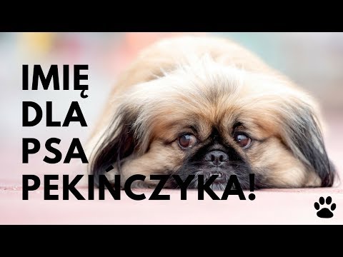 Wideo: Jak Nazwać Psa Pekińskiego?