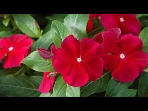 Vídeo: Flores No Jardim (78 Fotos): Para A Sibéria E Outras Regiões. O Que Pode Ser Cultivado Em Vasos No País? Lindas Flores De Verão
