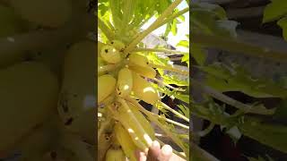 Golden Papaya Tee actual size