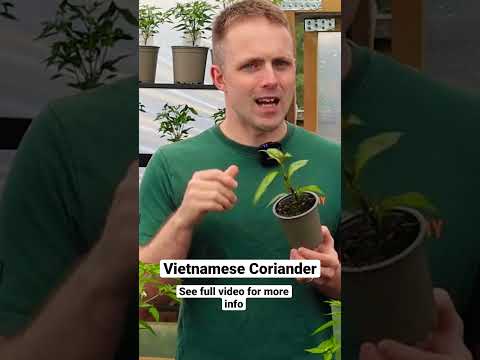 Video: Vietnamese Coriander Vs. Cilantro - Petua Menanam Ketumbar Vietnam Di Taman