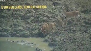 Incredible nature - Python leaps out of water to capture deer (Chanda division, Maharashtra, India)