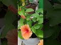 stem full flowers # Nature's bouquet# gardening # shorts