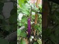 🙉🍆 harvest eggplant  #shorts #harvest #eggplant