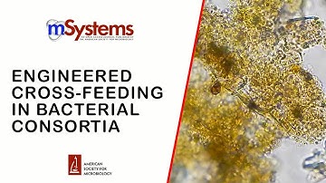 Engineered Multispecies Consortia