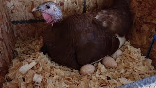 Will Bourbon Red turkey hens hatch their own eggs?