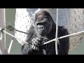 Shabani シャバーニ ゴリラの家族は まったり Gorilla family's is laid back. キヨマサ、アニー、アイ、ネネ Kiyomasa Nene Ai Annie #86