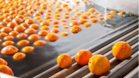 Fruit and Vegetables Sorting Machine | House of Machines