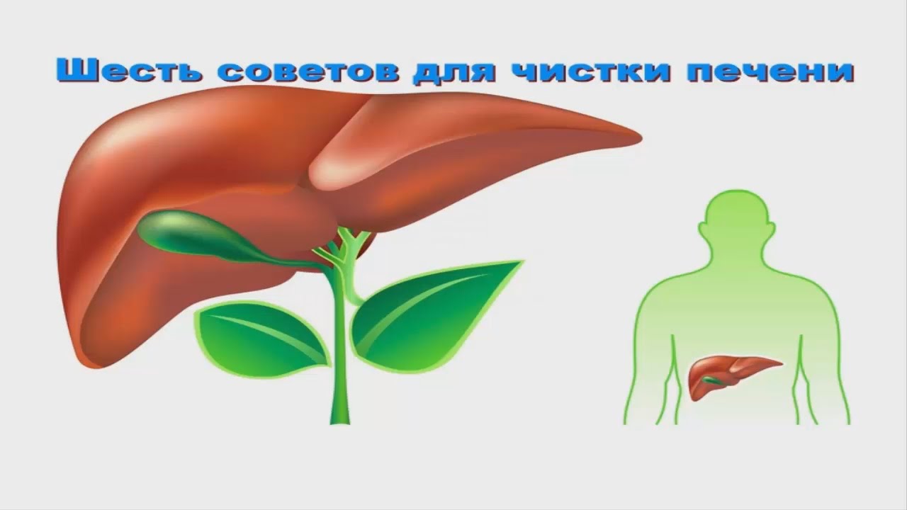 Очистка печени и желчевыводящих. Печень и желчный пузырь. Печень и желчный человека. Очистить желчный пузырь и печень. Влияние кофе на печень и желчный.