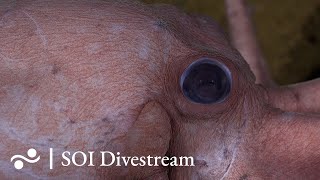 Dorado Outcrop | SOI Divestream 542 - Part 2