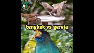tengkek vs gereja tarung