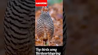 The Ultimate Bird Songs Collection For Relaxation.