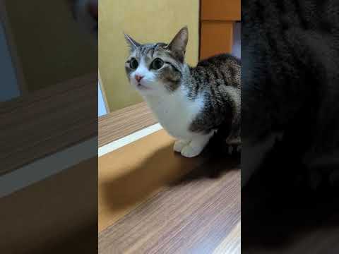 上を向く猫 - cats looking up - #Shorts