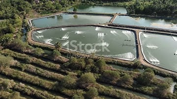 How Biofloc Technology is Revolutionizing Shrimp Farming | Upcheck | #biofloc #aquaculture