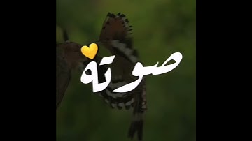 حالات واتس اب تلاوة خاشعة للقارئ سعيد الخطيب