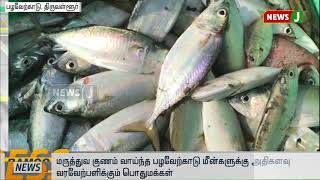 மருத்துவ குணம் வாய்ந்த பழவேற்காடு மீன்களுக்கு மக்கள் வரவேற்பு