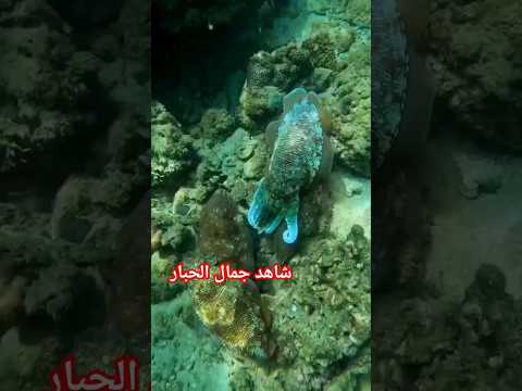 شاهد جمال الحبار عن قرب