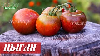 Томат Цыган - описание сорта, характеристики, выращивание, болезни и отзывы Томат Цыган: описание сорта, характеристики, выращивание, болезни и отзывы