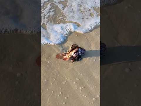 ظواهر مرعبة في البحر هذه الفتره