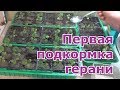 Чем подкормить рассаду пеларгонии (герани)