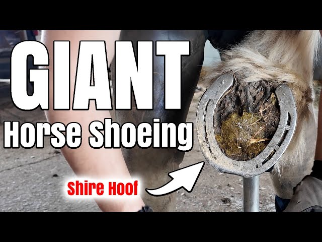 FARRIER ASMR - He's Massive! Shire Hoof Restoration - Oddly Satisfying - class=