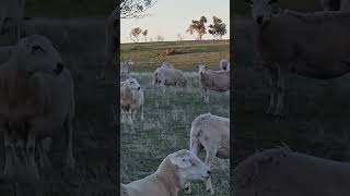 🐑🧡 2026 lambing has begun! #farming #farmlife #farm #countrylife #country