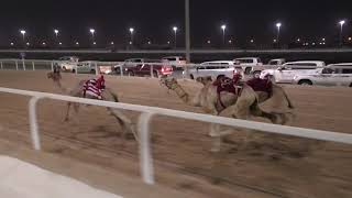 ش2 قعدان /1,500متر/ شديد / بريك طالب بن هليل / 2:15:31