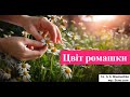 Українська музика Цвіт ромашки 