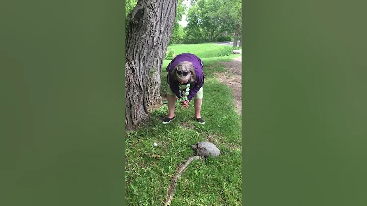 Barbara Ramsay talks to a snapping turtle about th...