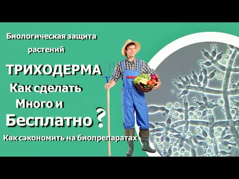 100 результат Триходерма + Медный купорос. Размножение Триходермы по совету Русских Иван