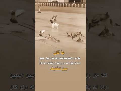 ما لم يكن لك من رزقك لن تناله ولو كان بين شفتيك عبارات ستوريات حالات 