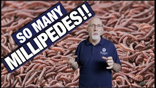 How To Get Rid Of Millipedes by Do-It-Yourself Pest Control 22,582 views 1 year ago 2 minutes, 42 seconds