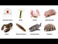 Every Animals That Can Cheat Death