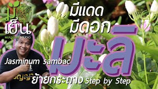 มะลิ มีแดด มีปุ๋ย ตัดแต่งดี ๆ มีดอกตลอดปี Jasminum sambac