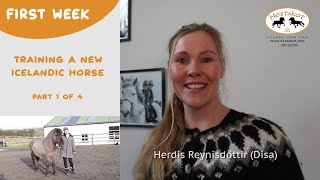 First Week of Training A New Icelandic Horse - Part 1