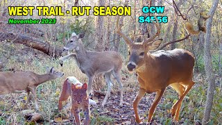 Rut Season November 2023 S4E56 #nature #trailcam screenshot 1