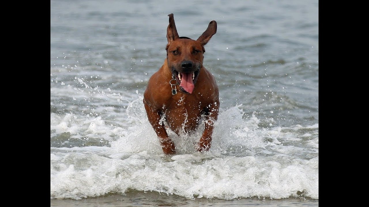 Are Rhodesian Ridgebacks Good Running Partners