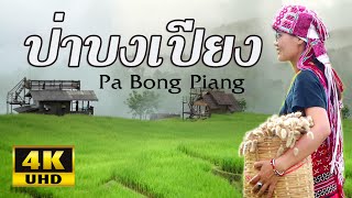 รู้จัก..ป่าบงเปียง ทุ่งนาขั้นบันไดในหุบเขา ด้วยคลิปนี้ Pa Bong Piang [4K]