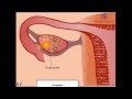 Les étapes de la fécondation chez la femme (Animation)