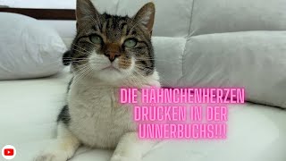 Der Katzenrucksack ist Schei**e 😫 wer billig kauft, kauft zweimal…