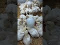 اقوى 3 مشروب بيطرى أو بالاعشاب علاج الاسهال والبرد ونقص وتفاوت الوزن لجميع انواع الطيور حتى لو سرده 