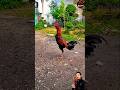 #Shorts #RoosterCrow #roostersound #chicken