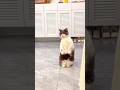 Wait wait 😂😂#cat #comedy #funny #shorts #shortsfeed #trendingshorts #youtubeshorts #reels