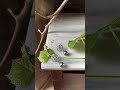 Vídeo: Pendientes Mencía de Oro Blanco con Diamantes y Perla de Tahití