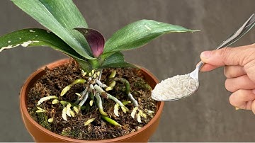 Rắc 1 thìa cà phê! Đột nhiên! Cây lan  mọc 1001 rễ và nở siêu hoa!