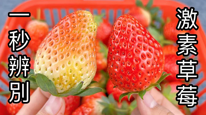 草莓打了激素怎麼辨別？老果農：看一眼這裡就知道，以後別再買錯了 ，Hormone strawberry ， 激素草莓 - 天天要聞