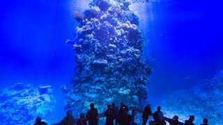 Día Mundial de los Océanos: La sobrepesca y los plásticos amenazan nuestros océanos Día Mundial de los Océanos: La sobrepesca y los plásticos amenazan nuestros océanos