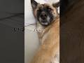 寝坊した時の反応が人間ぽい犬 #雑種犬 #shorts #れおなな