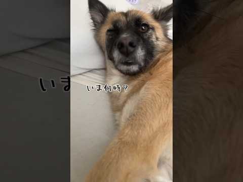 寝坊した時の反応が人間ぽい犬 #雑種犬 #shorts #れおなな