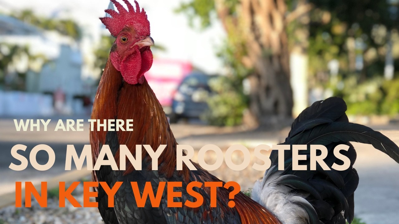 Why are There so many Roosters in Key West - YouTube